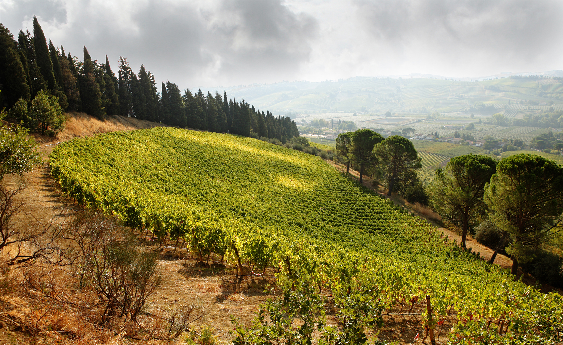 WINE3_2